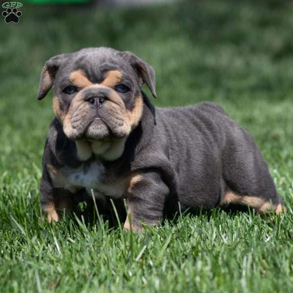 Bently Blue, English Bulldog Puppy